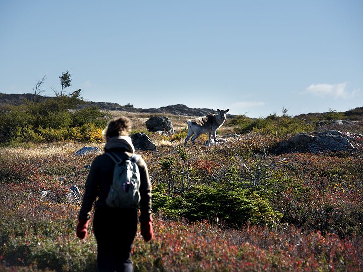 Fogo Island trekking