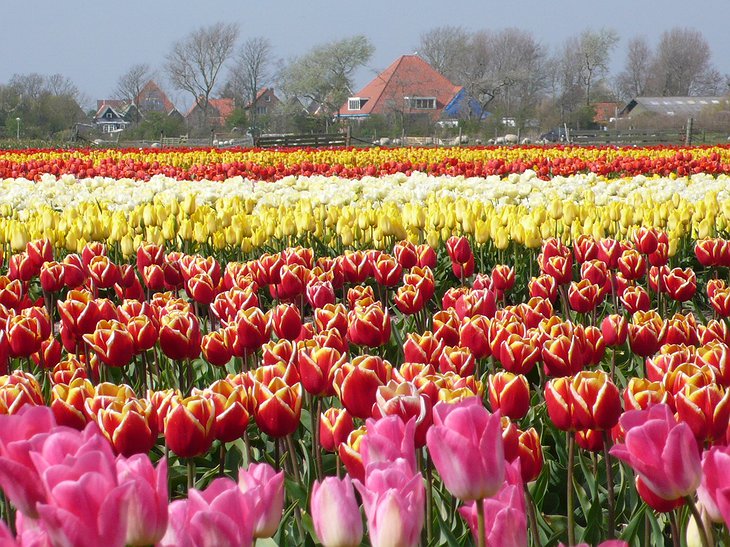Texel tulips