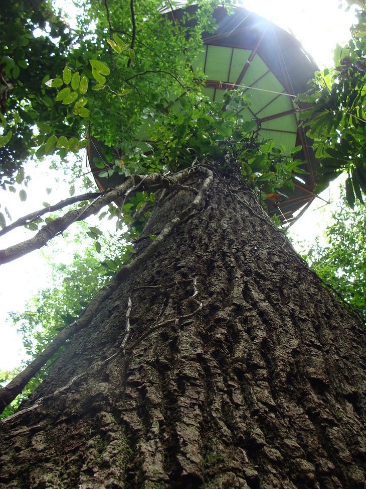 Nature Observatorio Manzanillo bottom view