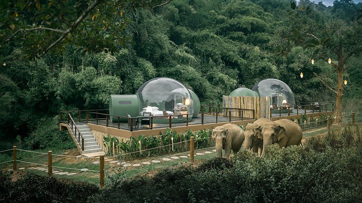 Spend the night with elephants in the Jungle Bubble accommodation