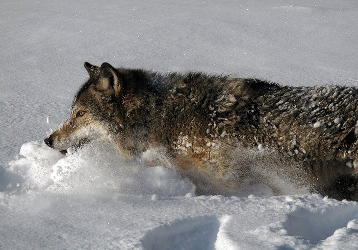 Wolf in the deep snow