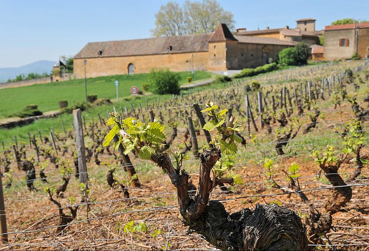 Chateau de Bagnols vineyard