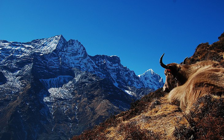 Himalayan Yak In Nepal