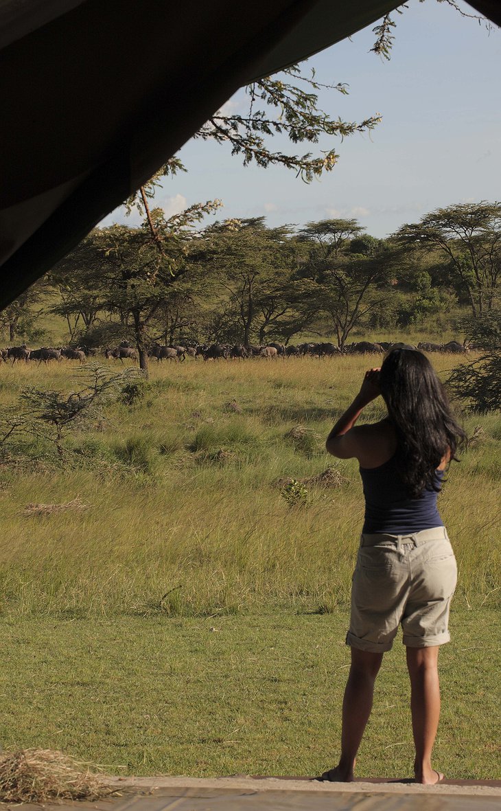 Richard's Camp wildlife watch