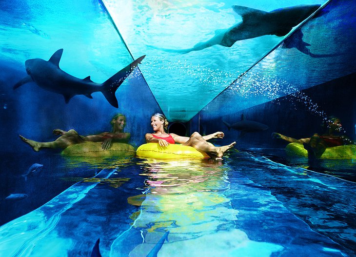 Inside the shark slide