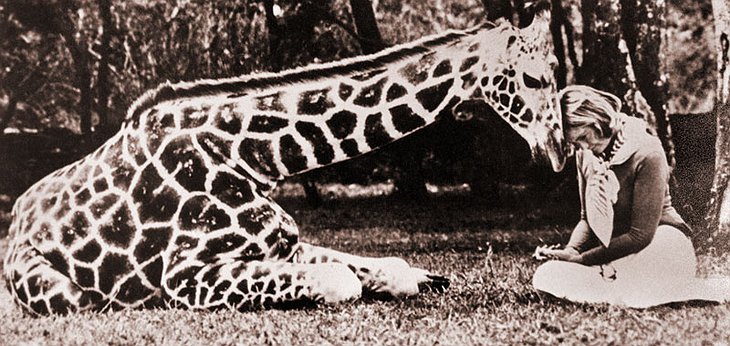 Vintage photo giraffe with a girl