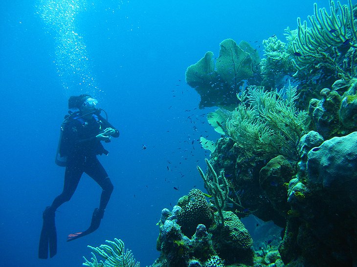 Guanaja Island diving