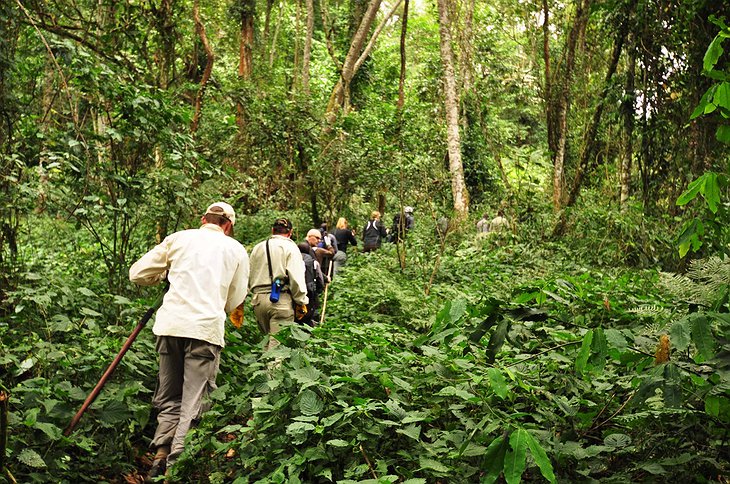 Uganda gorilla trekking