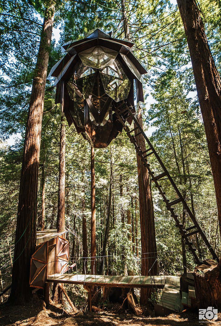 O2 Treehouse Pinecone