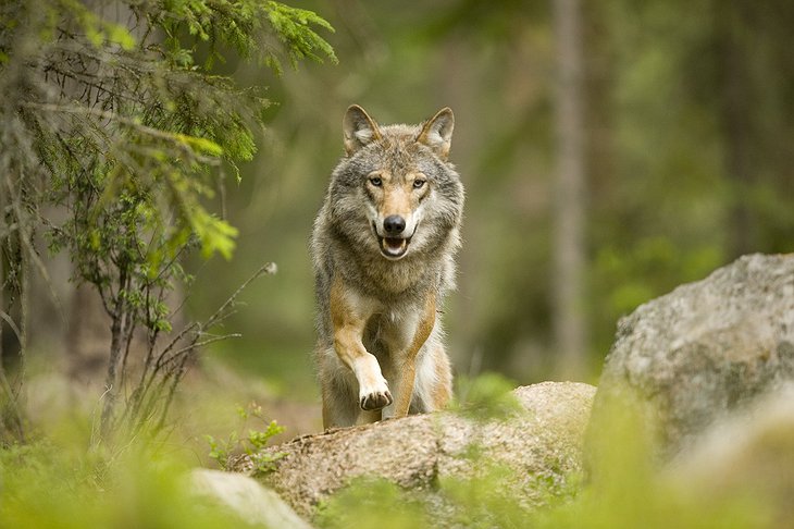 Wolf on the rocks