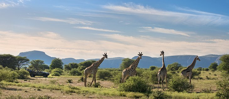 Marakele National Park giraffes