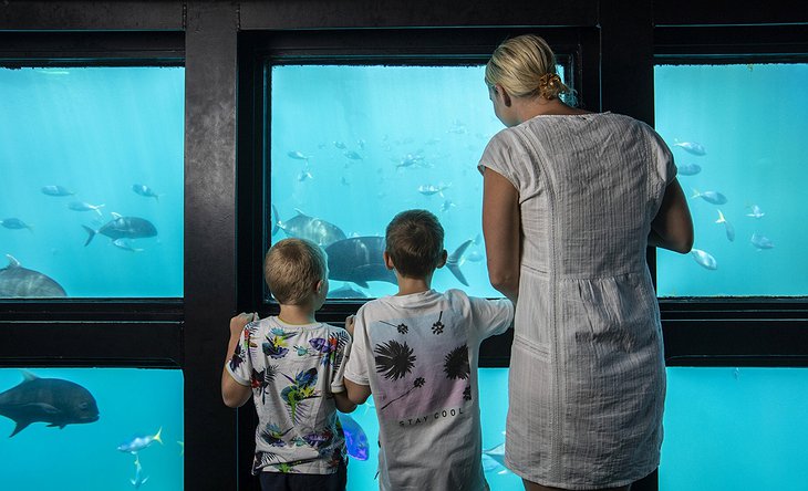 Reefsuites Hotel Underwater Room Marine Life View Through The Big Glass