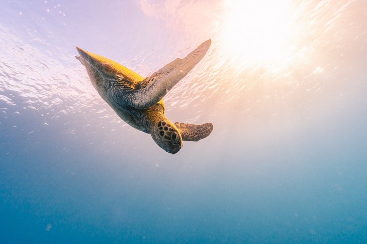 Hard Reef Turtle