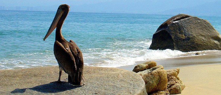 Pelican on the beach