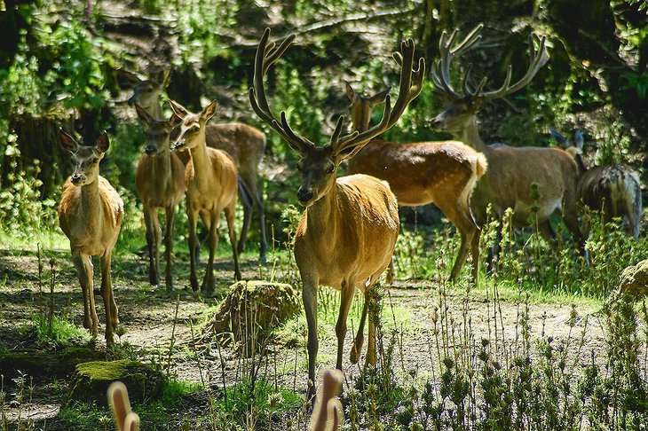 Huilo-Huilo Biological Reserve Deer