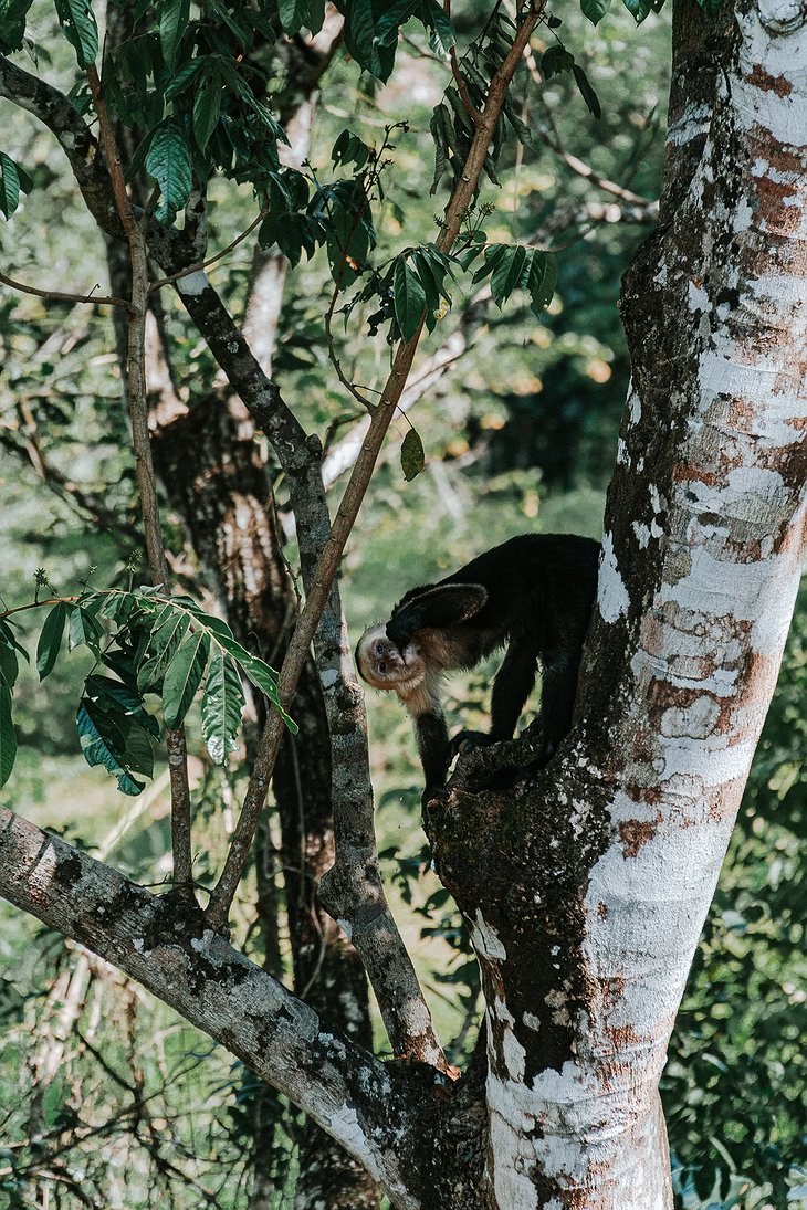 Monkeys in the lush Montezuma jungle of Costa Rica