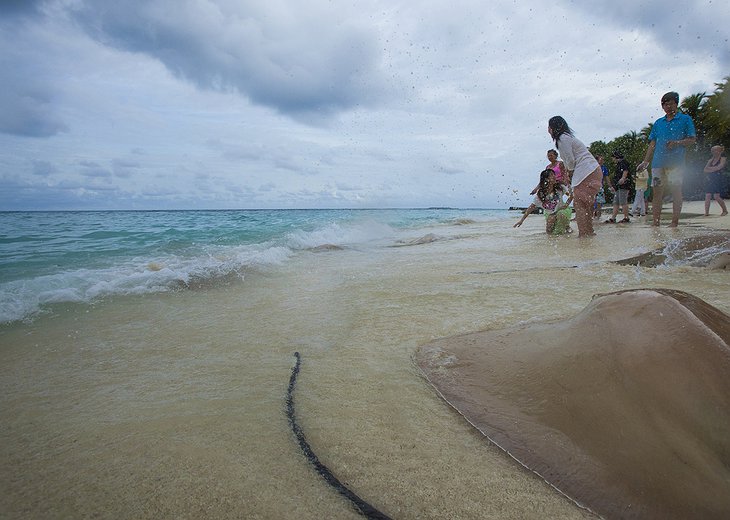 Stingray feeding