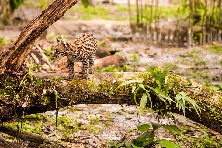 Amazon Rainforest Baby Leopard