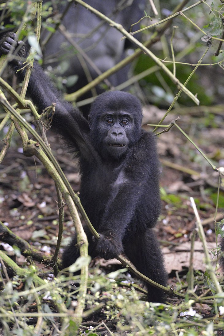 Baby Gorilla In The Bwindi Impenetrable Forest In Uganda