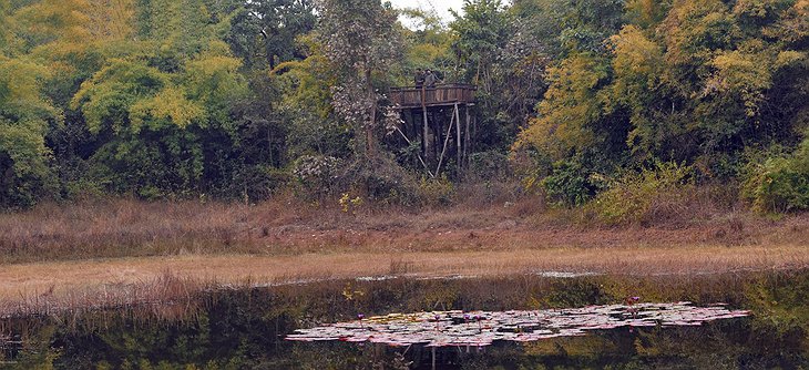 Bandhavgarh Tiger Reserve nature