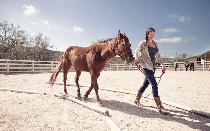 Playing with horses at Travaasa Austin Hotel