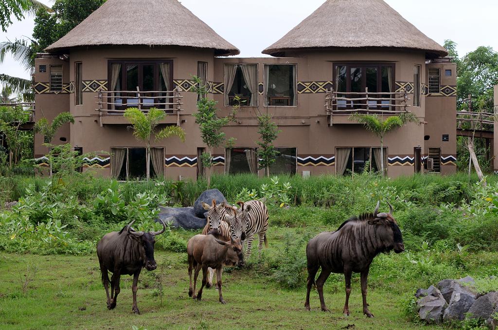 Mara River Safari Lodge Bali - Feed Wild Animals From Your Window