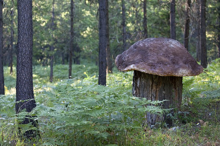 Hobbit mushroom