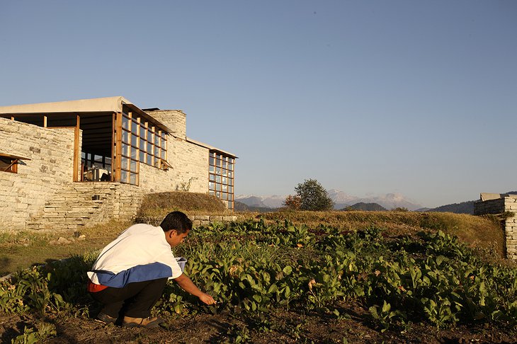 Shakti 360 Leti home grown vegetables