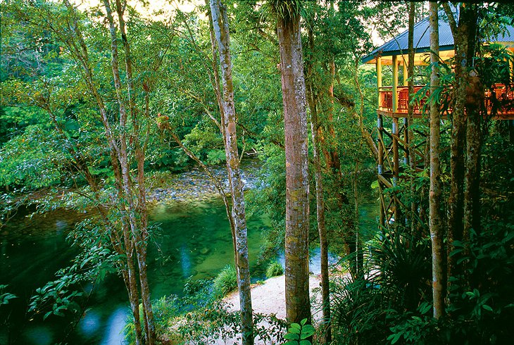 Silky Oaks Lodge jungle perch