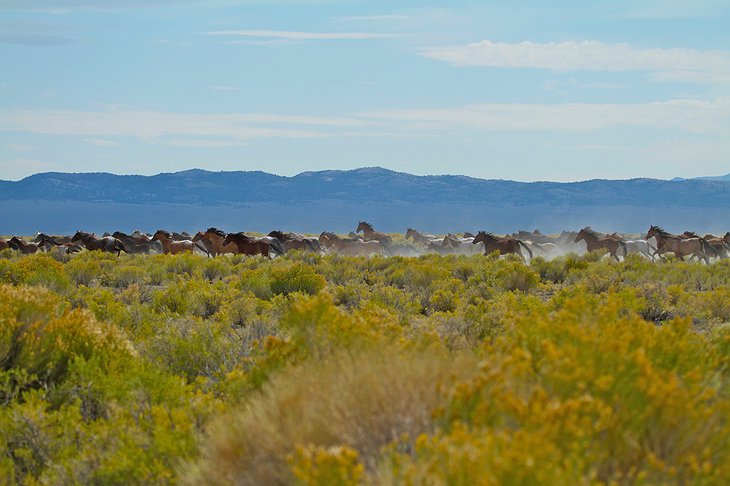 Mustang horses in the wild