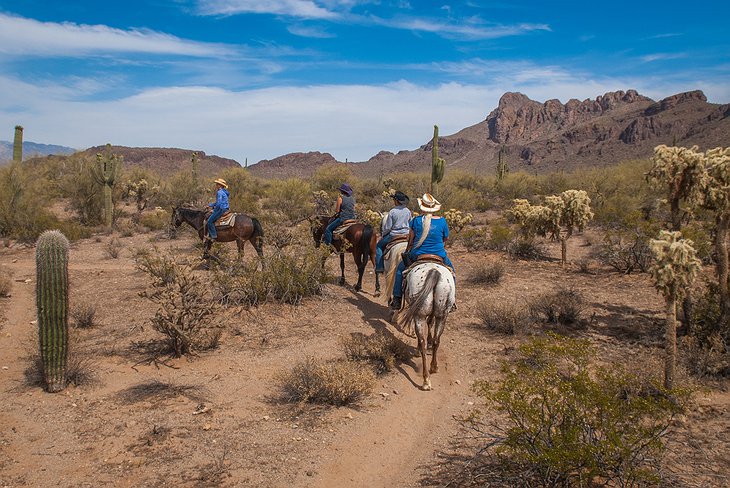Sonoran Desert Horseback Riding