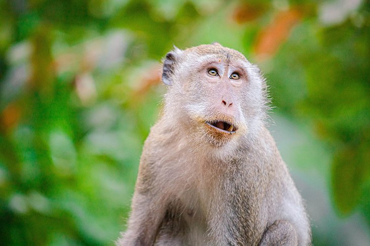 Khao Sok National Park Monkey