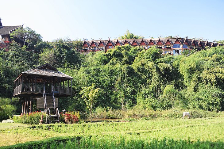 Anantara Golden Triangle hotel in the background of rice paddy