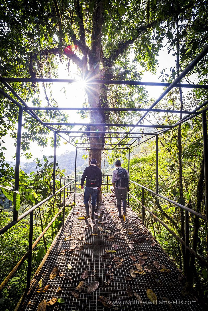 Jungle walkways