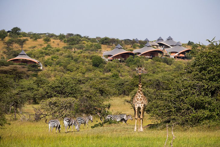 Giraffes and Mahali Mzuri