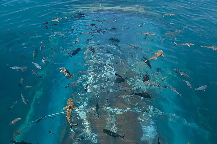 Ithaa Undersea Restaurant From Above The Sea