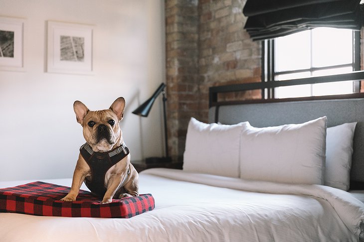 Hewing Hotel Dog-Friendly Room