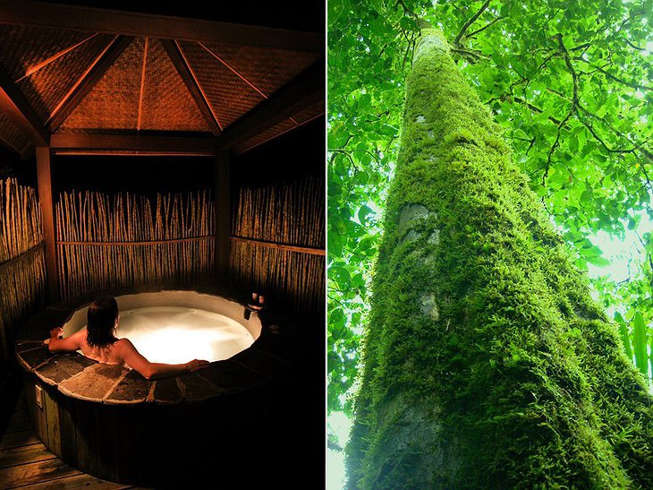 El Silencio Lodge jakuzzi on the left and jungle tree on the right