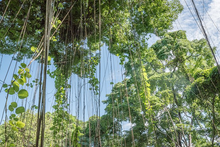 Mumbo Island forest vines