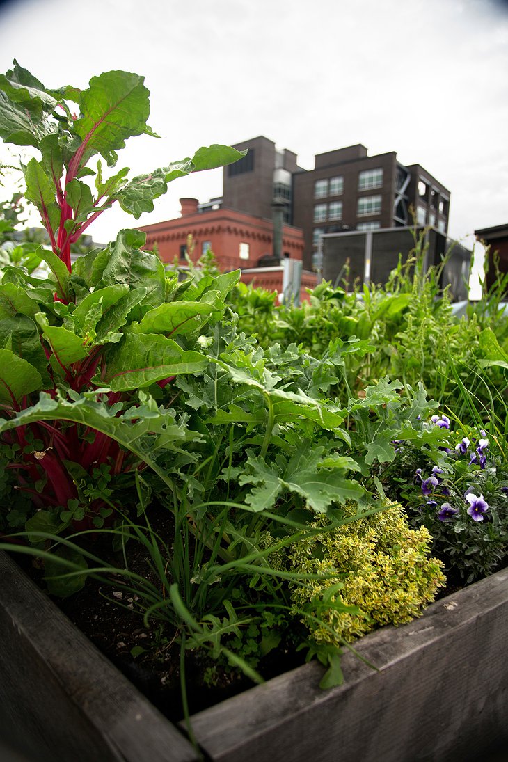 McMenamins Crystal Hotel rooftop garden