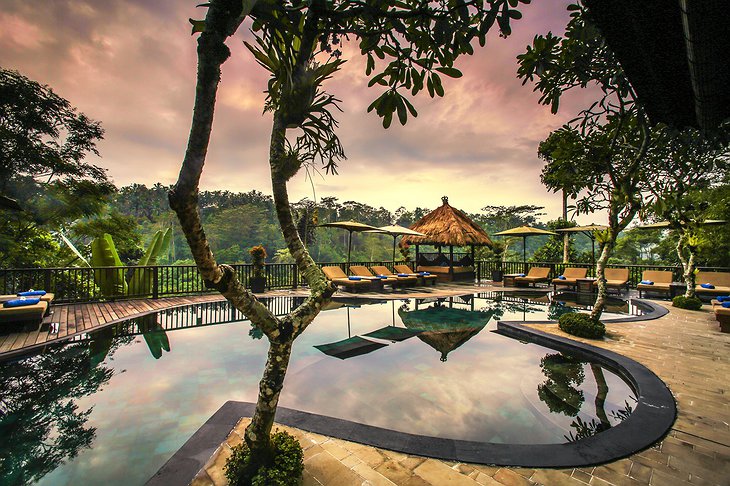 Swimming Pool in the Jungle