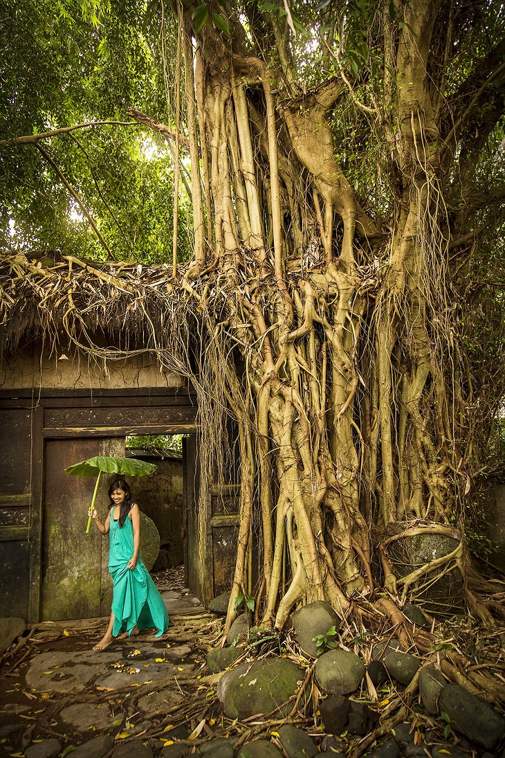 Ancient tree with a model girl
