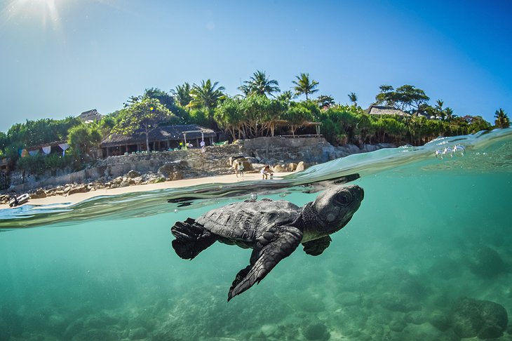 Turtle in the sea