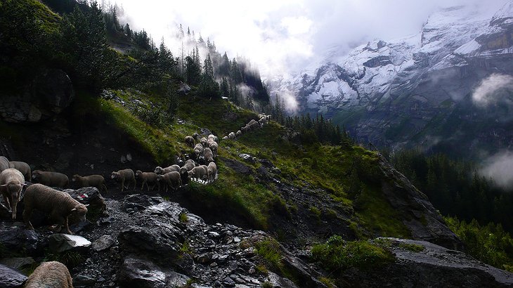 Sheep in the swiss Alps