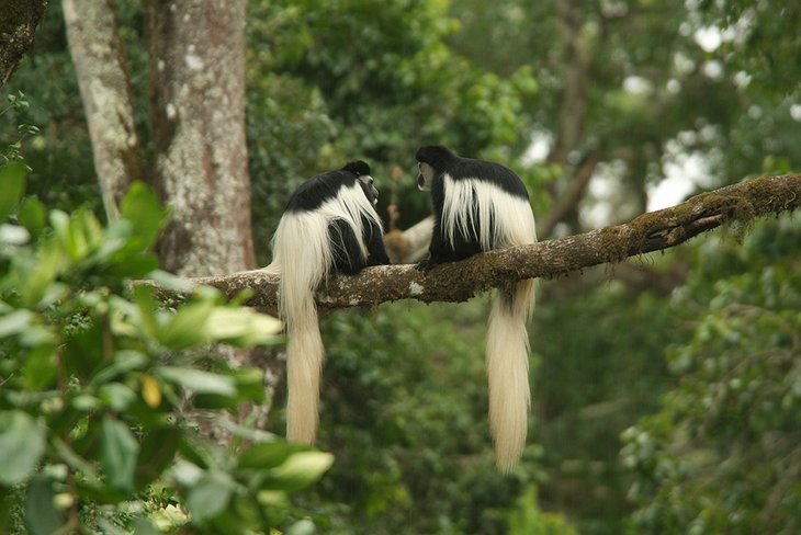 Monkeys on the tree