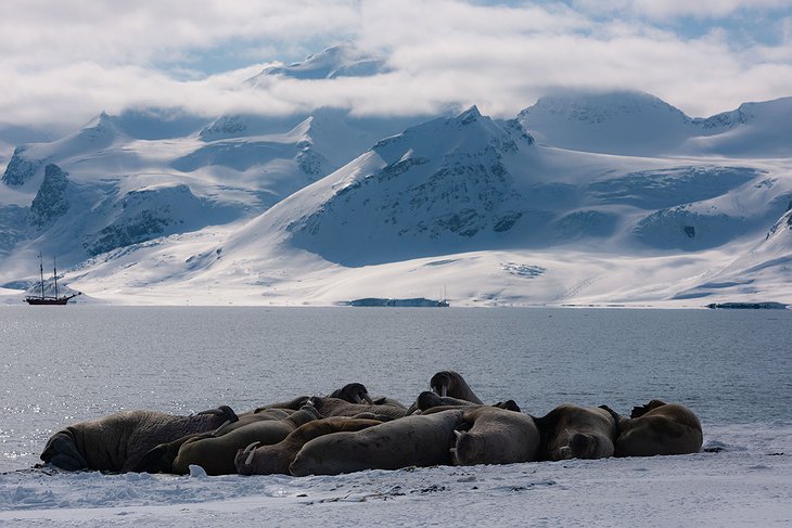 S/V Noorderlicht Antarctica Elephant Seals