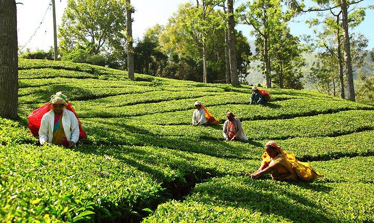 Ella, Sri Lanka, Ricefield