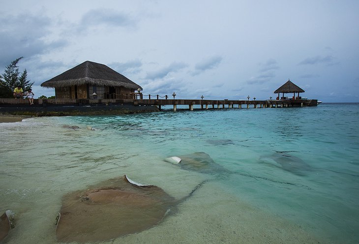 Vivanta By Taj - Coral Reef with stingrays swimming around