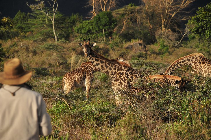 Watching the giraffes