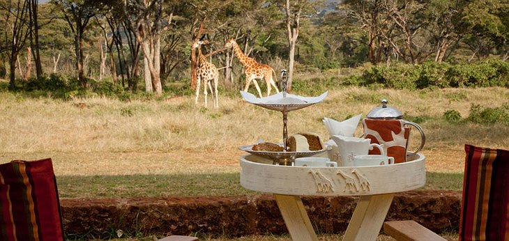 Breakfast on the terrace with view on the giraffes